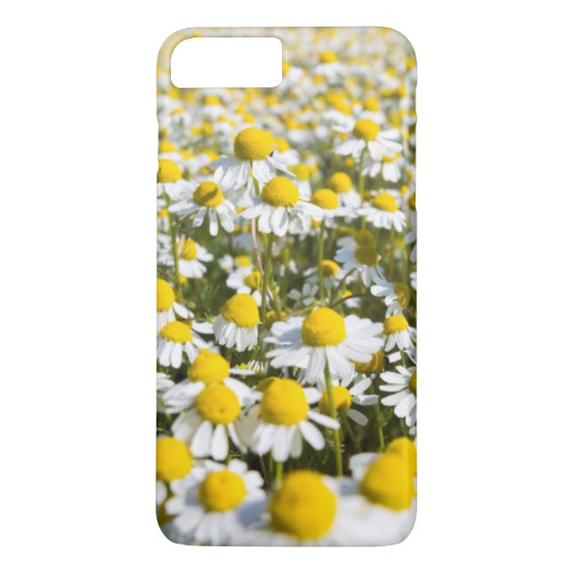 Chamomile flower close-up, Hungary Case-Mate iPhone Case (Back)