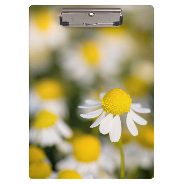 Chamomile flower close-up, Hungary Clipboard (Front)