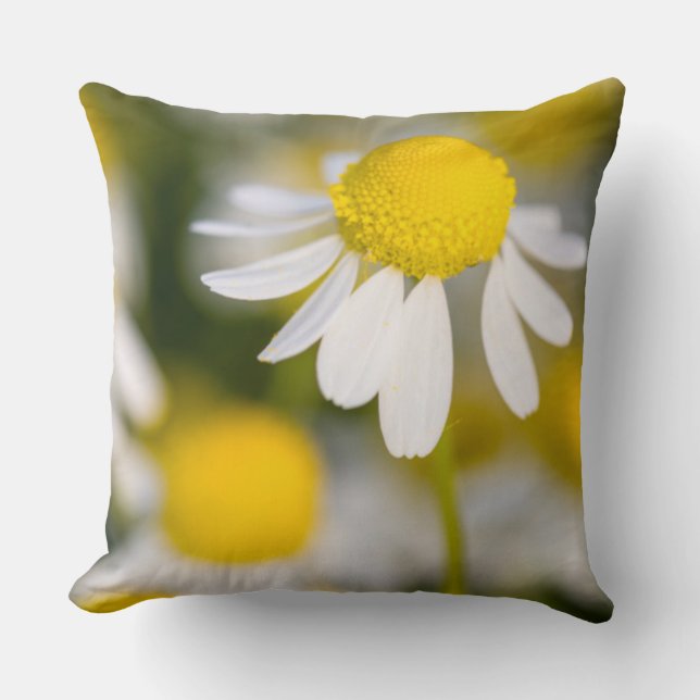 Chamomile flower close-up, Hungary Cushion (Front)
