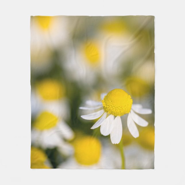 Chamomile flower close-up, Hungary Fleece Blanket (Front)