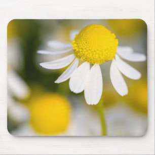 Chamomile flower close-up, Hungary Mouse Mat
