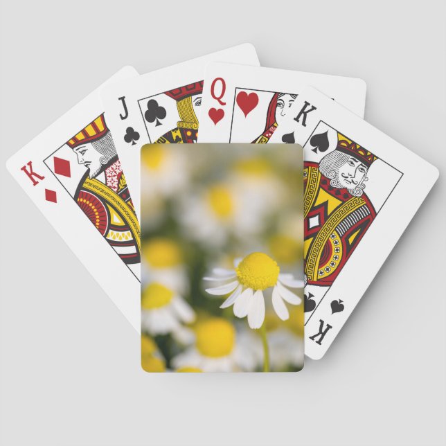 Chamomile flower close-up, Hungary Playing Cards (Back)