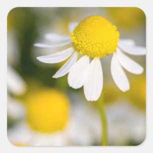 Chamomile flower close-up, Hungary Square Sticker