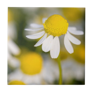 Chamomile flower close-up, Hungary Tile