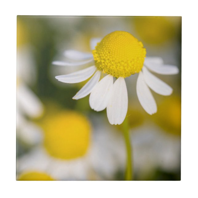 Chamomile flower close-up, Hungary Tile (Front)
