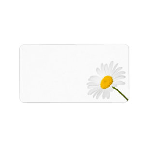 Chamomile Flower Isolated On White Background Label
