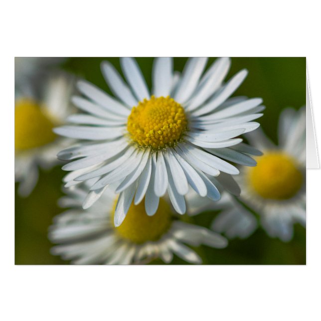 Chamomile flowers (Front Horizontal)
