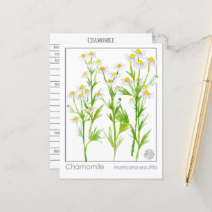 Chamomile Materia Medical Herbal Study Card