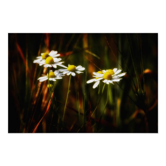 chamomile poster (Front)