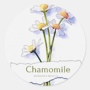 Chamomile vintage watercolor painting classic round sticker