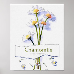 Chamomile vintage watercolor painting poster