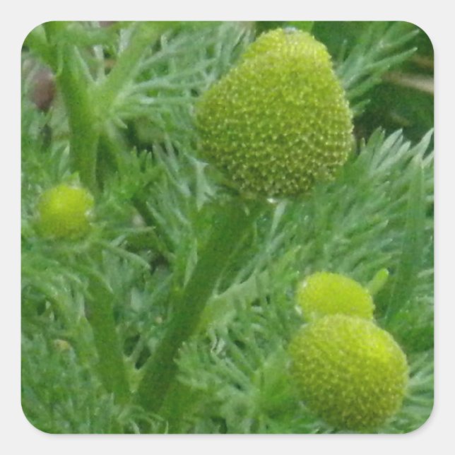 Chamomille, Matricaria matricarioides Square Sticker (Front)