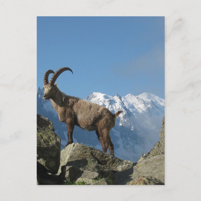 Chamonix Postcard (Front)