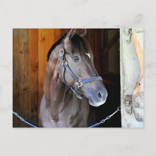 Champagne Stakes Winner "Daredevil" Postcard