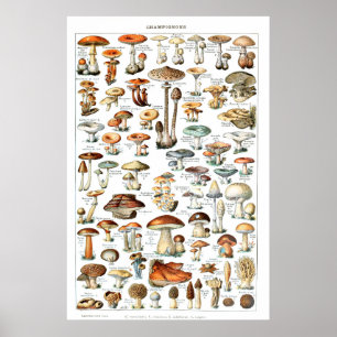 Champignons - Collection of mushrooms Poster