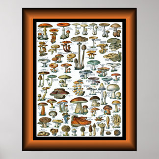 Champignons Pour Tous ~ Mushrooms For All ~ Poster