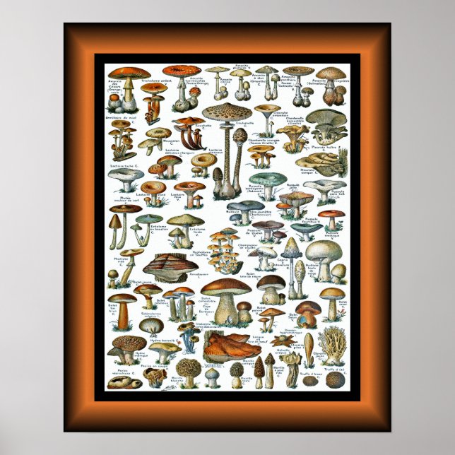 Champignons Pour Tous ~ Mushrooms For All ~  Poster (Front)