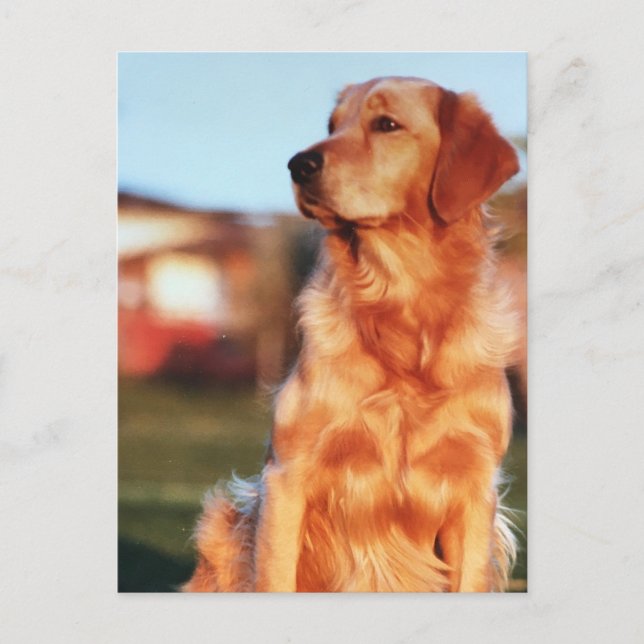 Champion Golden Retriever Dog Outdoor Photo Postcard (Front)
