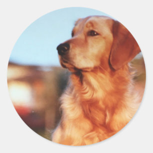 Champion Golden Retriever Dog Sticker