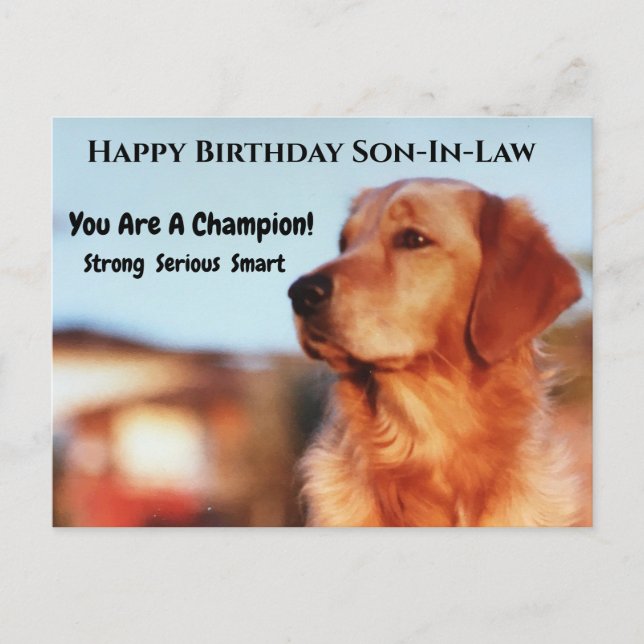 Champion Son-In-Law Birthday Golden Retriever Postcard (Front)