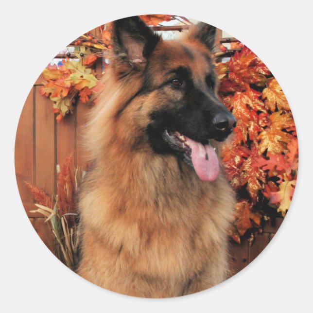 Chance -LH Shepherd & Mae - St Bernard Photo-22 Classic Round Sticker (Front)