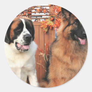 Chance LH-Shepherd Mae St Bernard Photo-3 Classic Round Sticker