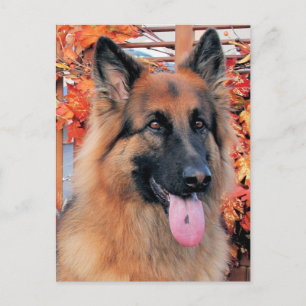 Chance - Long Haired German Shepherd Photo-7 Postcard