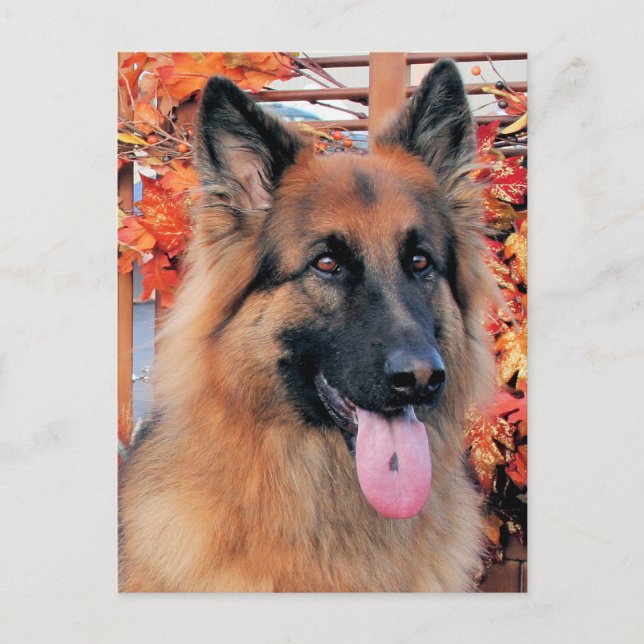 Chance - Long Haired German Shepherd Photo-7 Postcard (Front)