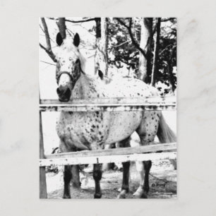 Chance Postcard