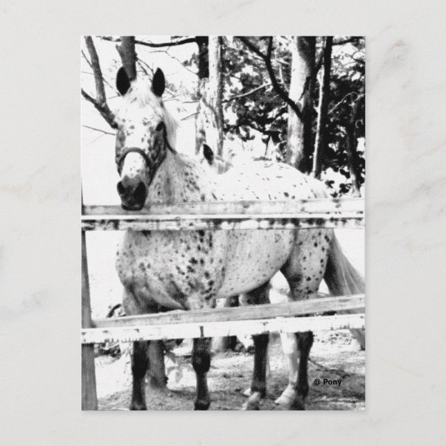 Chance Postcard (Front)