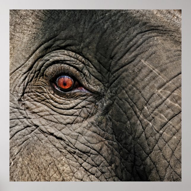 CHANG MAI ELEPHANT EYE POSTER (Front)