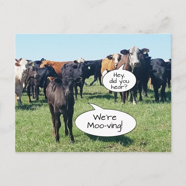 Change of Address Cows We're Moo-ving Postcard (Front)