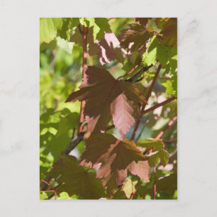 Changing Autumn Leaves Postcard