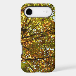 Changing Maple Tree Green and Gold Fall Colour