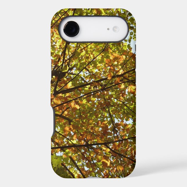 Changing Maple Tree Green and Gold Fall Colour (Back)