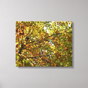 Changing Maple Tree Green and Gold Fall Colour Canvas Print