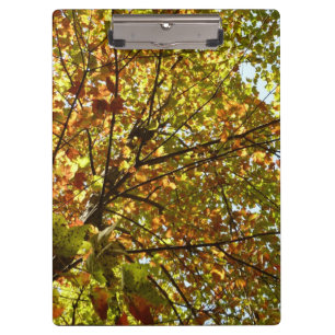 Changing Maple Tree Green and Gold Fall Colour Clipboard