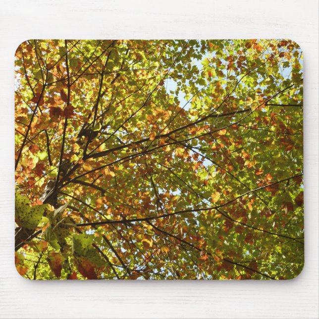 Changing Maple Tree Green and Gold Fall Colour Mouse Mat (Front)