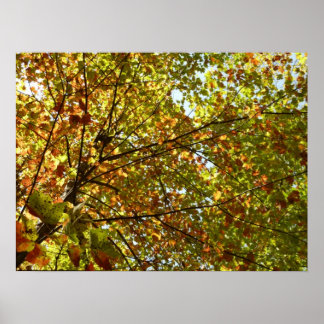 Changing Maple Tree Green and Gold Fall Colour Poster