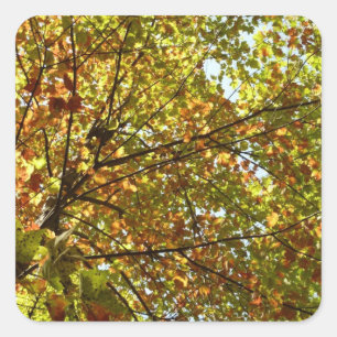 Changing Maple Tree Green and Gold Fall Colour Square Sticker