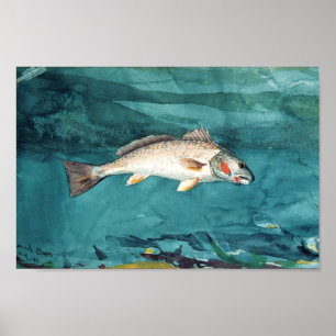Channel Bass American Painting by Homer Poster