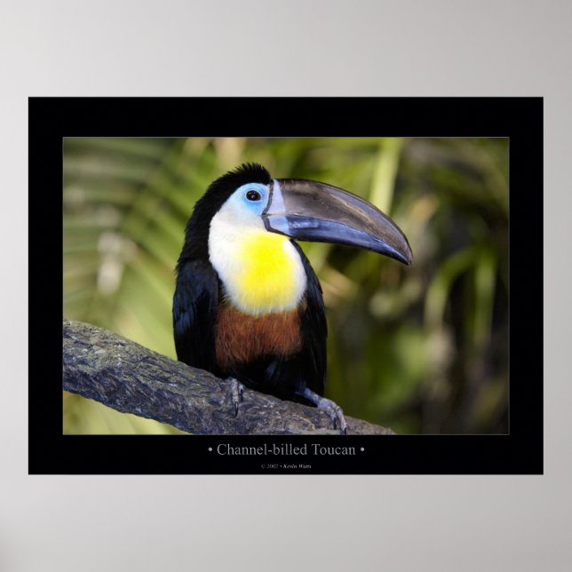 Channel-billed Toucan Poster (Front)