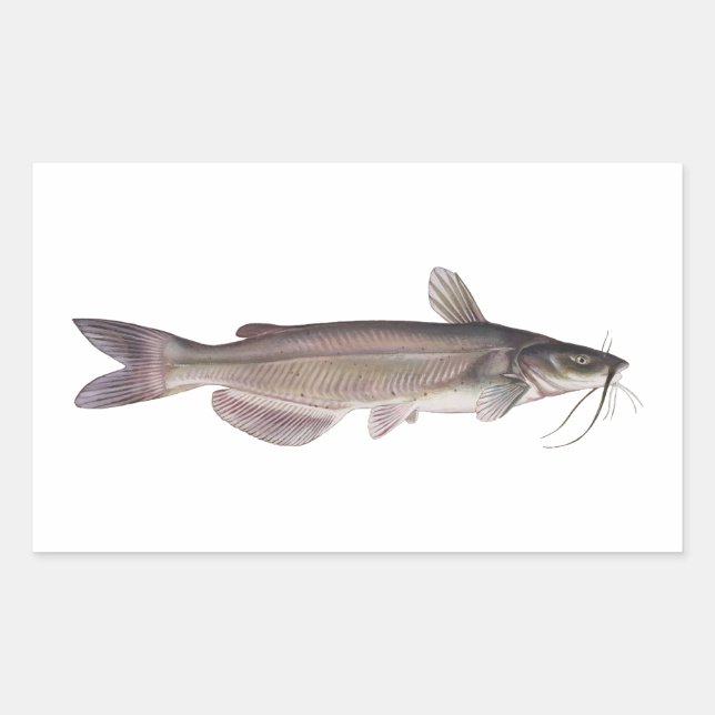 Channel Catfish - Freshwater Fishing Rectangular Sticker (Front)
