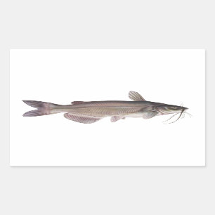 Channel Catfish - Freshwater Fishing Rectangular Sticker
