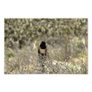 Channel Islands National Park Photo Print