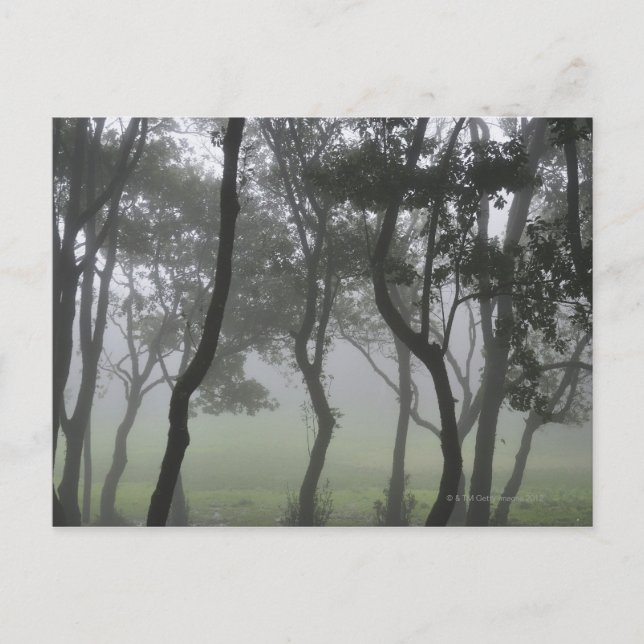 Chao dos Louros, Madeira, Portugal Postcard (Front)