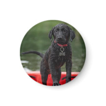 Chapa o imán con imagen de perro.