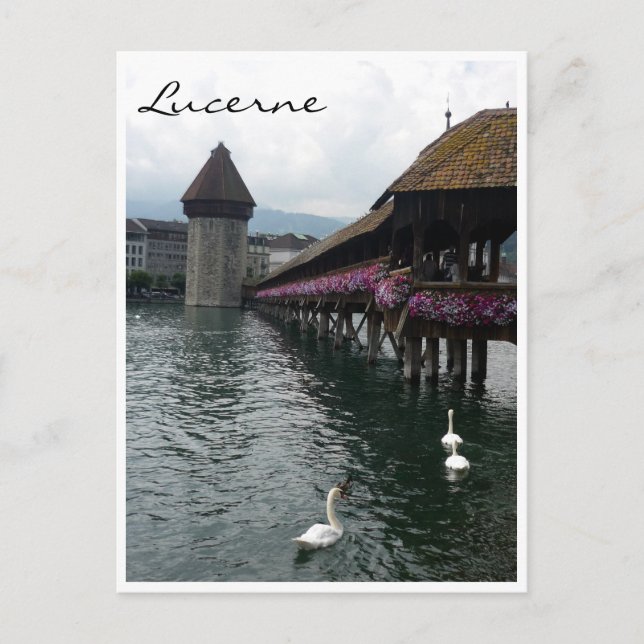 chapel bridge swans postcard (Front)