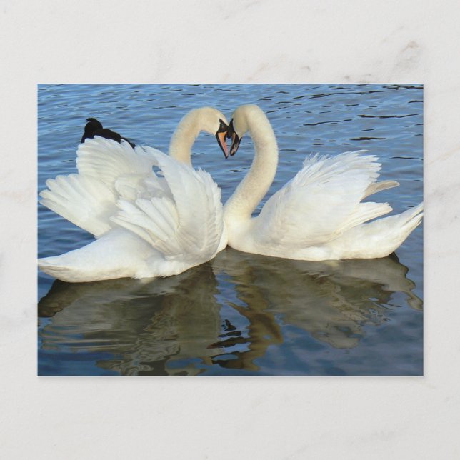 Chaperoned Swan Heart Love Postcard (Front)