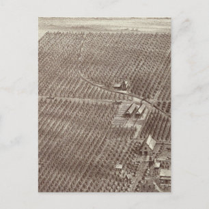 Chapin Fruit Ranch Postcard